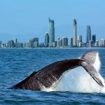 paket tour australia